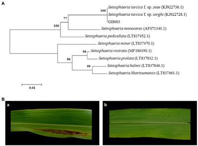 Comparative genomic analysis reveals cellulase plays an important role in the pathogenicity of Setosphaeria turcica f. sp. zeae